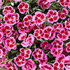 Dianthus Picture Perfect