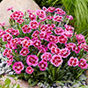 Dianthus Picture Perfect