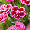 Dianthus Picture Perfect