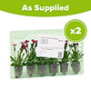 Dianthus Picture Perfect