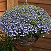 Lobelia Heatopia Blue Eyes