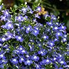 Lobelia Heatopia Blue Eyes