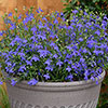 Lobelia Heatopia Blue Eyes