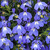 Lobelia Heatopia Blue Eyes