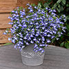 Lobelia Heatopia Blue Eyes