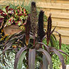 Ornamental Millet Purple Baron