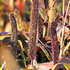 Ornamental Millet Purple Baron
