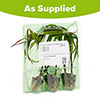 Ornamental Millet Purple Baron