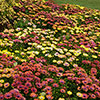 Cape Daisy Akila Hawaii Sunset Shades