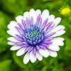 Osteospermum 3D Blue Steel