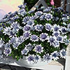 Osteospermum 3D Blue Steel