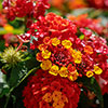 Lantana Passion Fruit Lantana Passion Fruit