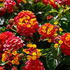 Lantana Passion Fruit Lantana Passion Fruit