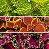 Coleus Collection