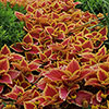 Coleus Collection