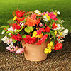 Begonia Trail Blazer