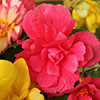 Begonia Trail Blazer