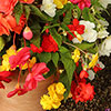 Begonia Trail Blazer