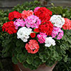 Upright Zonal Geranium Parade Mix Upright Zonal Geranium Parade Mix