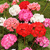 Upright Zonal Geranium Parade Mix Upright Zonal Geranium Parade Mix