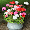 Upright Zonal Geranium Parade Mix Upright Zonal Geranium Parade Mix