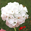 Upright Zonal Geranium Parade Mix Upright Zonal Geranium Parade Mix