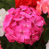 Upright Zonal Geranium Parade Mix Upright Zonal Geranium Parade Mix