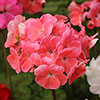 Upright Zonal Geranium Parade Mix Upright Zonal Geranium Parade Mix