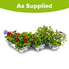 Winter Warmers Garden Ready Bedding Collection Winter Warmers Garden Ready Bedding Collection