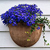 Lobelia Crystal Palace Blue Lobelia Crystal Palace Blue
