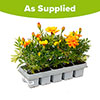 Marigold Durango Mix Marigold Durango Mix