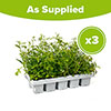 Lobelia Crystal Palace Blue Lobelia Crystal Palace Blue