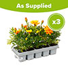 Marigold Durango Mix Marigold Durango Mix