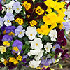 Trailing Pansy Cool Wave Trailing Pansy Cool Wave