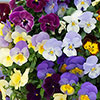 Trailing Pansy Cool Wave Trailing Pansy Cool Wave