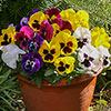 Pansy Matrix Mix