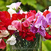 Fragrant Sweet Pea Cut Flowers