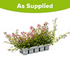 Bacopa Topia Mix Bacopa Topia Mix