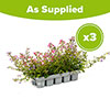 Bacopa Topia Mix Bacopa Topia Mix