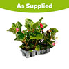 Begonia Big Mix Begonia Big Mix