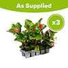 Begonia Big Mix Begonia Big Mix
