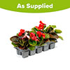 Begonia Sahara Begonia Sahara