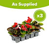 Begonia Sahara Begonia Sahara