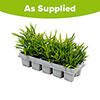Dianthus Coronet Mix Dianthus Coronet Mix