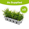 Dianthus Coronet Mix Dianthus Coronet Mix
