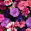 Petunia Bolero Double Flowering