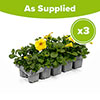 Petunia Caliburst Petchoa Yellow