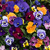 Pansy Top Wave