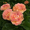 Primrose Double Pom Pom Mandarin Primrose Double Pom Pom Mandarin