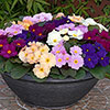 Primrose Obsidian Mixed Primrose Obsidian Mixed